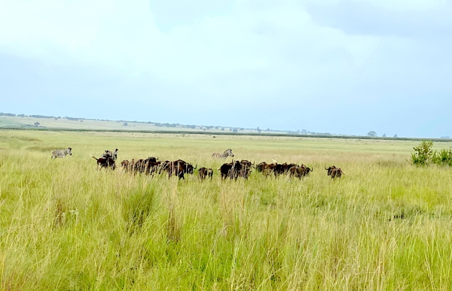 0 Bedroom Property for Sale in Cloudy Creek Free State